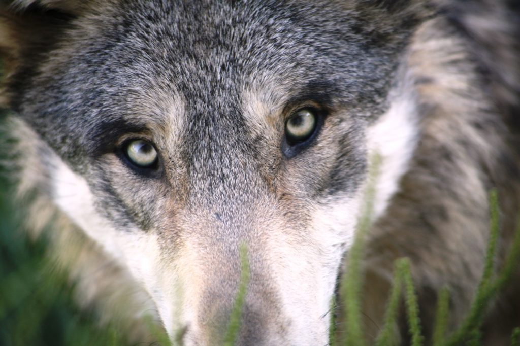 Soomes lasti maha linna sattunud hunt – käitus nagu äraeksinud koer