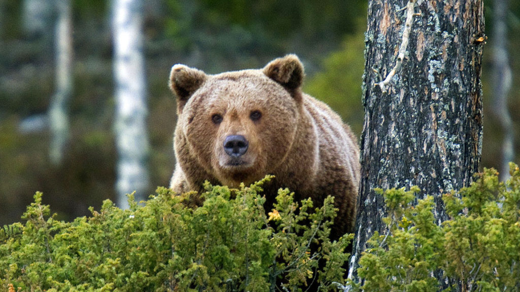 Soomes ringi liikunud „raudkaru” otsustati magama panna