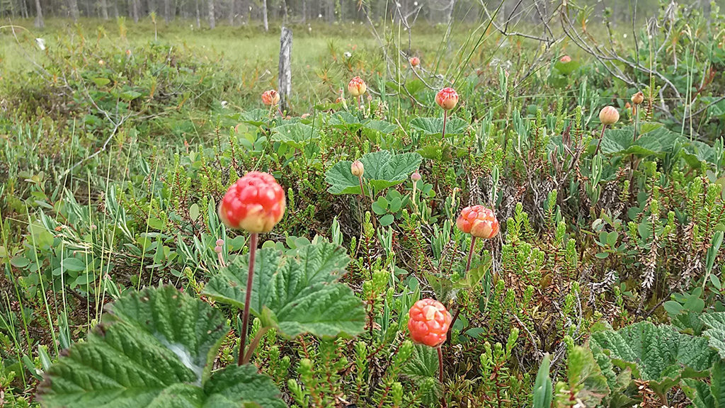 Soomes mädanevad murakad metsa all – otsus Tai marjakorjajate lubamise kohta tuli liiga hilja