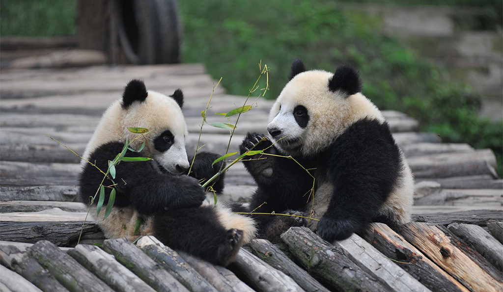 Soome Ähtäri loomaaias seoses pandadega suur kahjum, ees ootavad koondamised