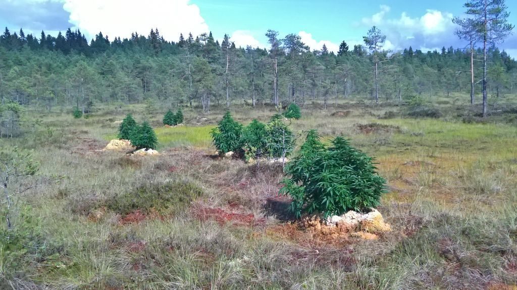 Soome rabast leiti kanepikasvandus