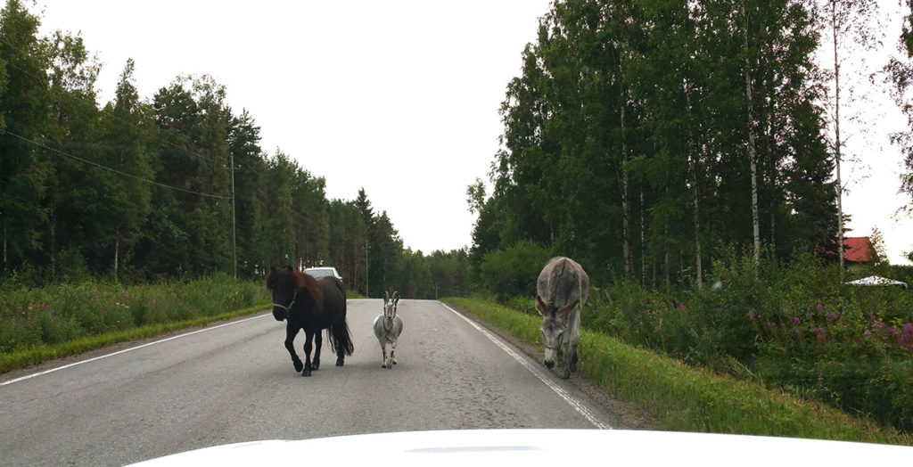 Eesel, poni ja kits korraga teel – erakordne vaatepilt Lõuna-Savos