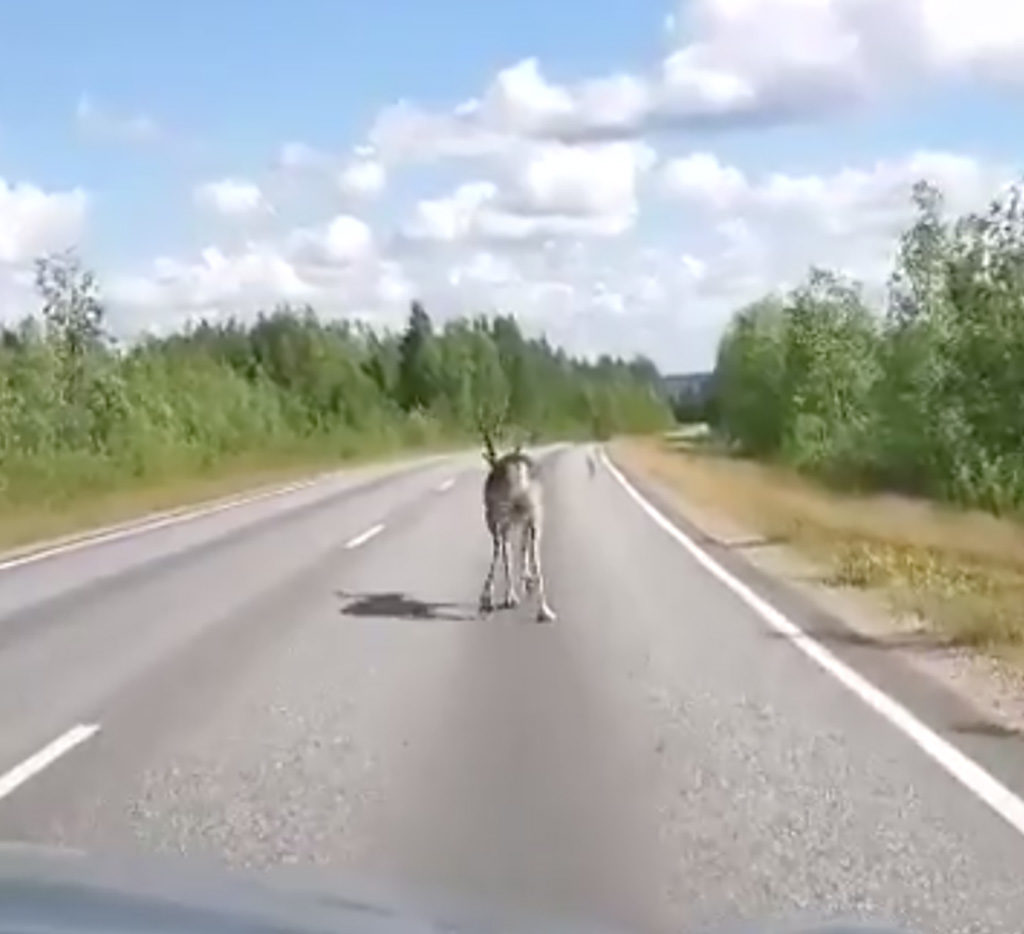 Helsingis jalutasid põdrad