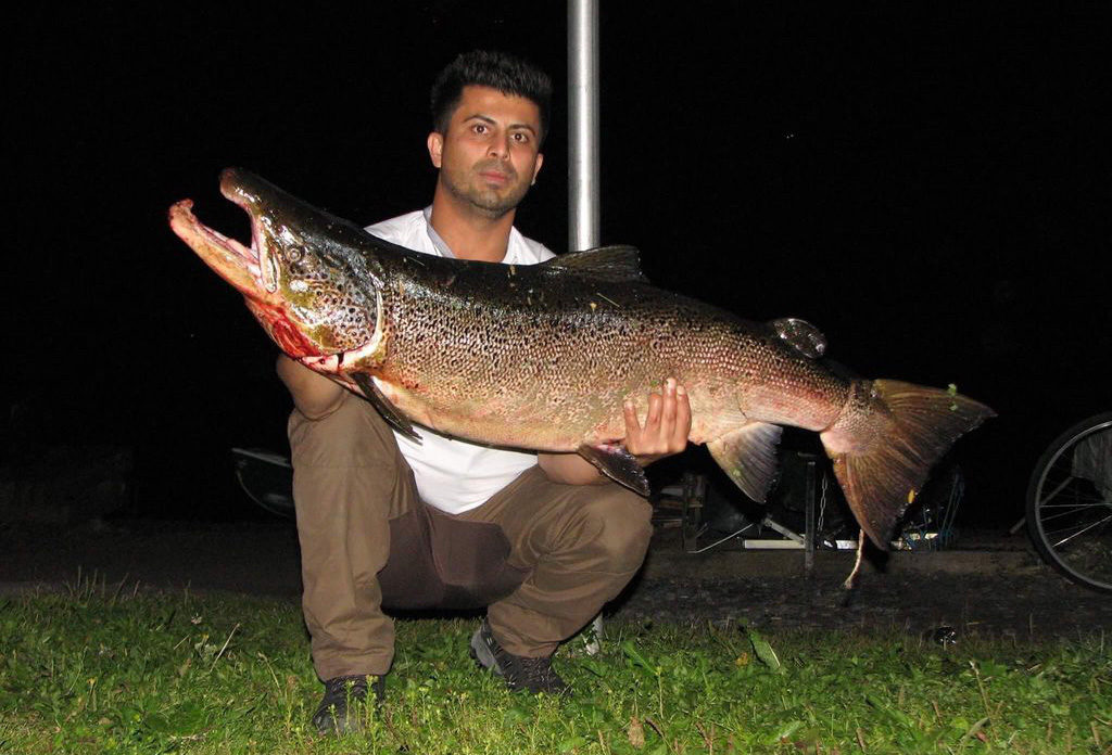 Oulujõest püüti üle 20 kg lõhevolask