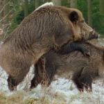 Jahmatav avastus: Saksa metsad on täis radioaktiivseid sigu