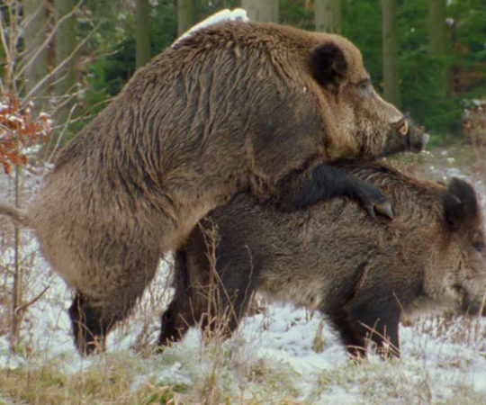 Jahmatav avastus: Saksa metsad on täis radioaktiivseid sigu
