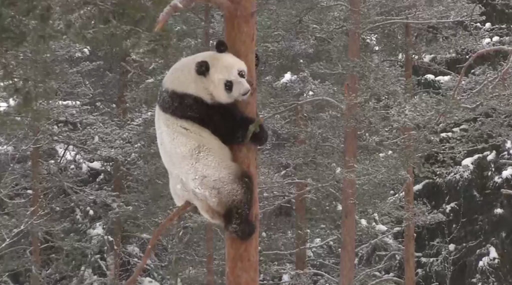 Soomes sai täna esimest korda näha pandakarusid