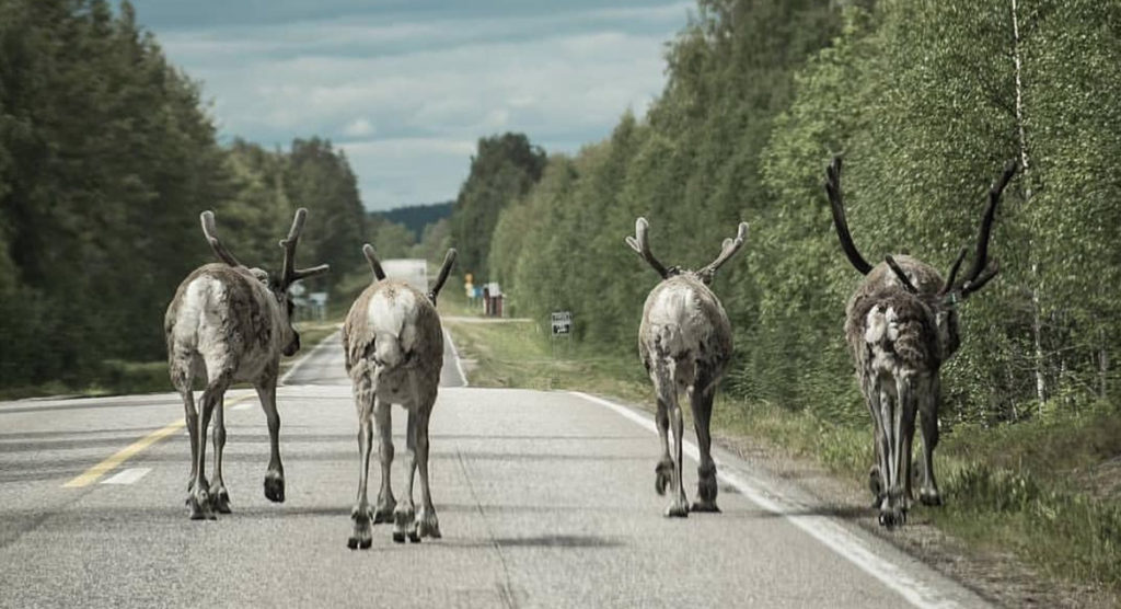 NATO õppuse ajal läksid põhjapõdrad Soomes „lolliks”