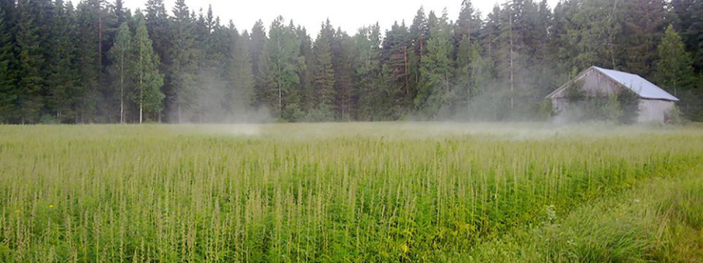 Soomes valmistutakse juba kannabise-buumiks: käib aktiivne aretustöö ja seemnekasvatus