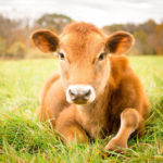 Leedu piimatootjad lähevad pankrotti