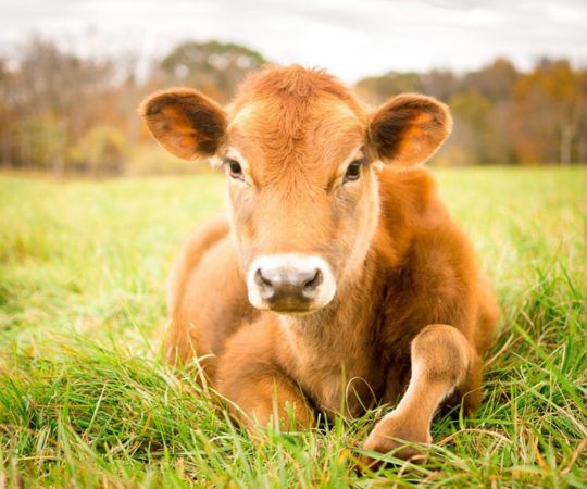 Leedu piimatootjad lähevad pankrotti