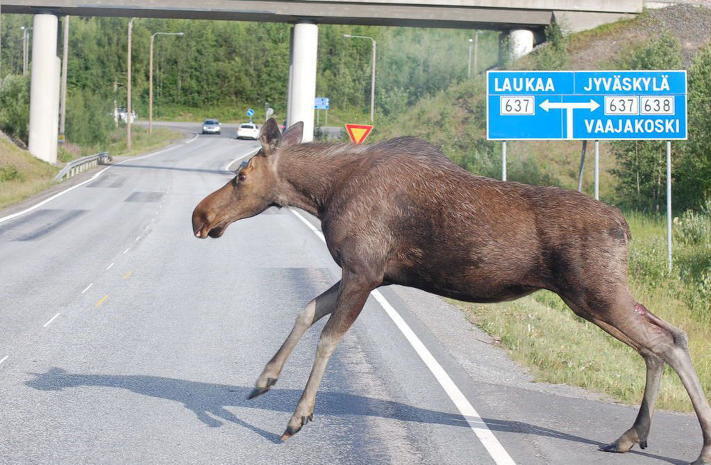 Helsingis nähti liikumas põtra, loom pandi lõpuks magama