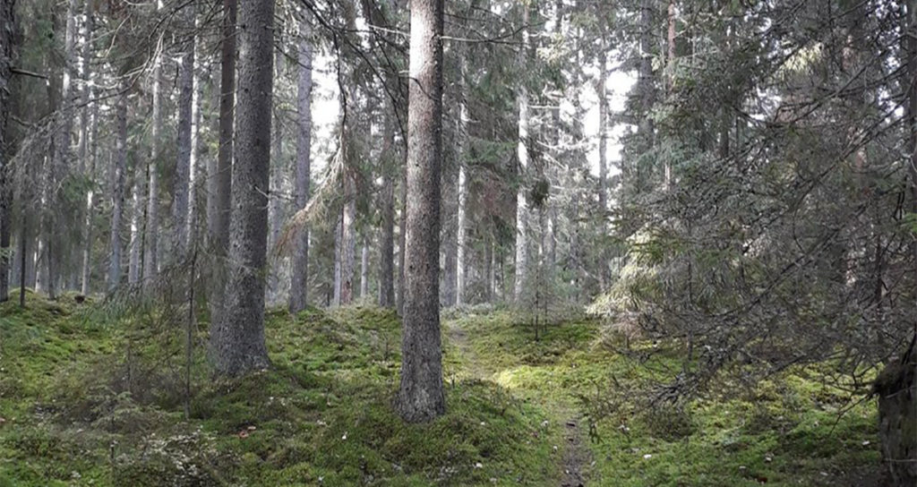 Kaks väikest tüdrukut päästsid Soomes metsas vigastada saanud naise