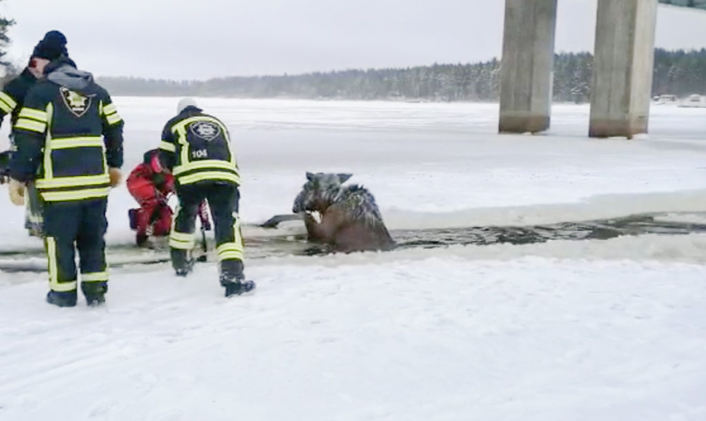 VIDEO: Soomes päästeti läbi jää vajunud põder