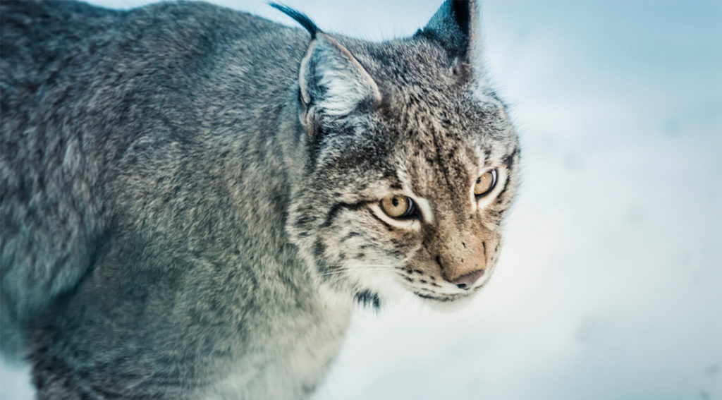 Soome loomapargis pandi magama metsik ilves, kes murdis maha hirved ja kaljukitse