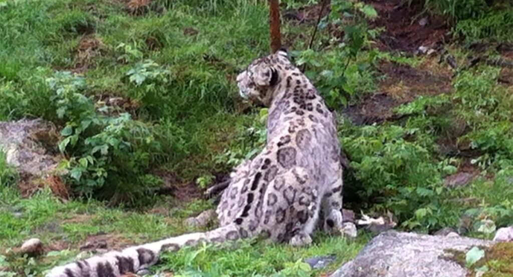 Lein Ähtäri loomapargis: lumeleopard suri sünnitusel koos poegadega