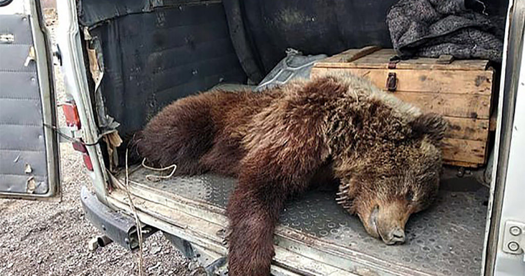 Siberi linnu ründavad näljased karud, inimestel soovitatakse püsida siseruumides