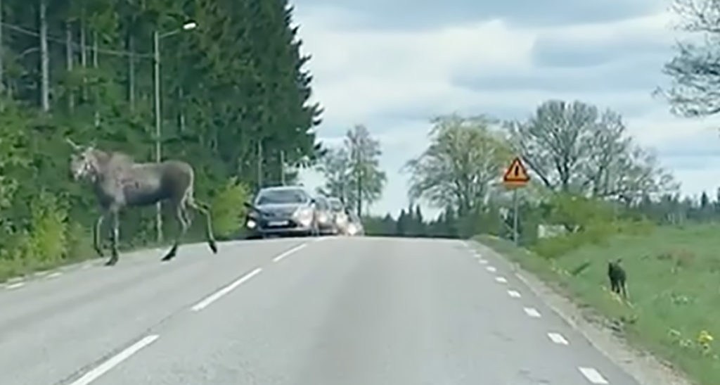 Nunnu video, kuidas põdraema aitab oma vastsündinud vasikat üle tee