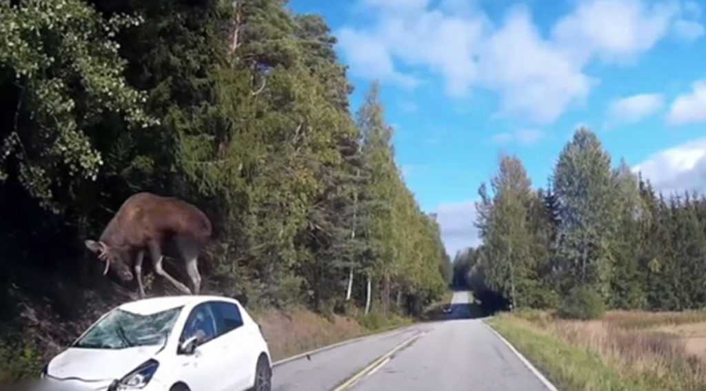 Soome väljaanne avaldas verdtarretava video, kuidas põder jookseb autole ette, lendab üle auto