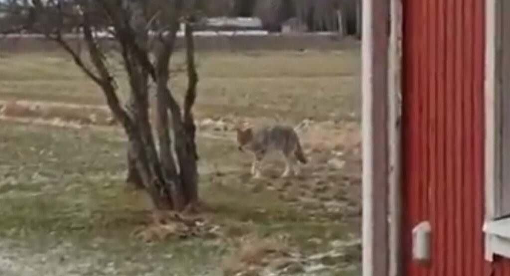 Kõhe video: hunt jälitas Soomes imikuga jalutanud naist koduni välja