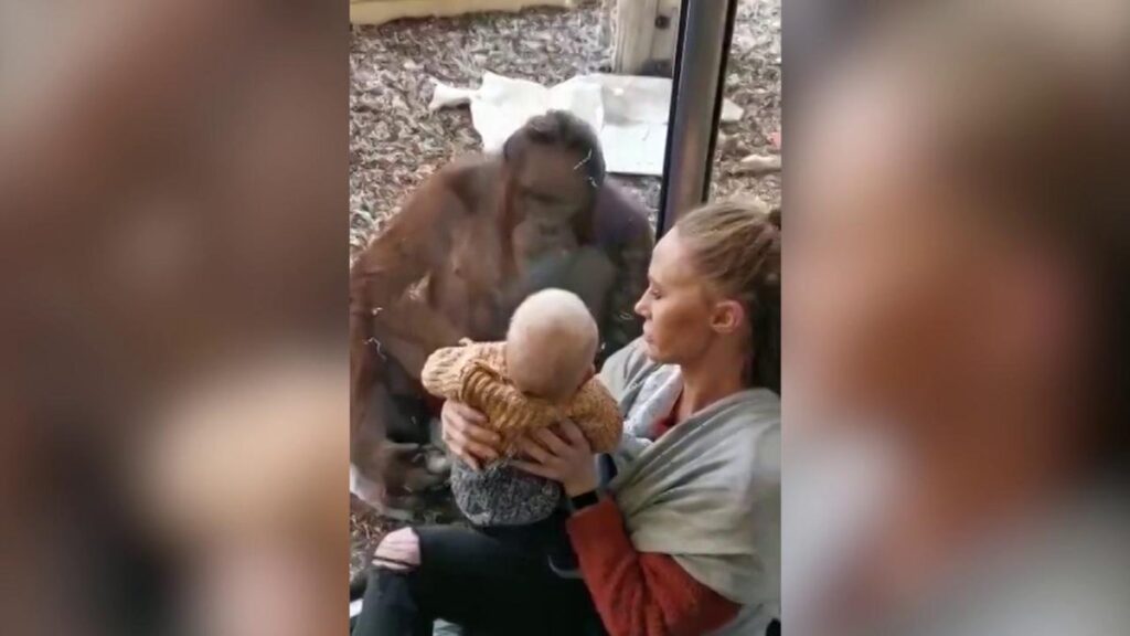 Liigutav hetk: oma poja kaotanud orangutang tuli loomaaias vaatama, kuidas ema oma last imetas