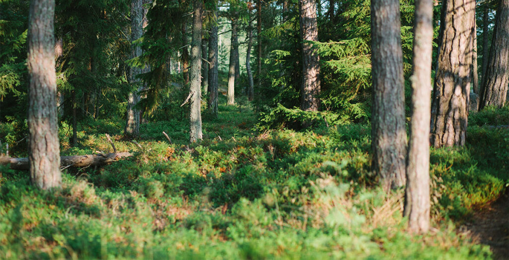 Doktorikraadiga soome mees jäi kodutuks ja elas paar aastat metsas kuuse all, aga nüüd läheb asi paremuse poole