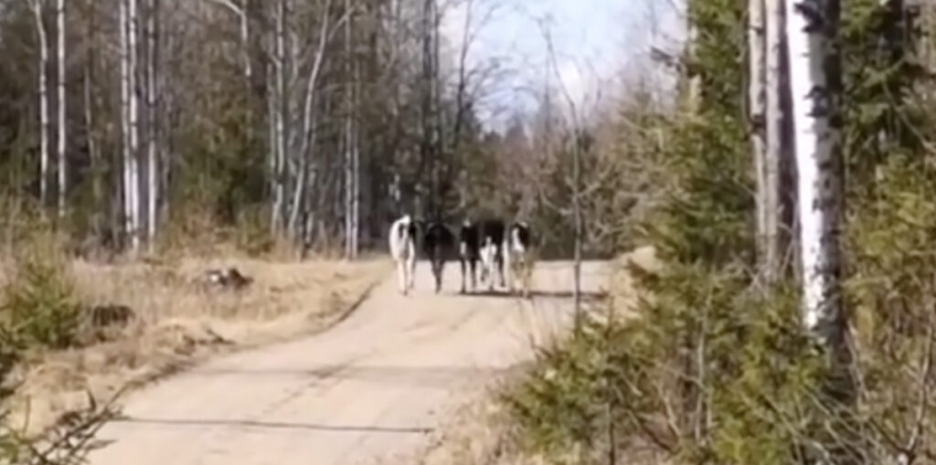 VIDEO: Uusimaa isolatsiooni üritasid rikkuda isegi lehmad