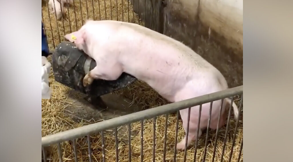 Maailmas lööb laineid video, kuidas Soome talus võetakse kuldilt seemet