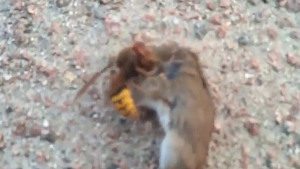 VIDEO: Tapja-vapsik tapab hiire (NB! Nõrganärvilistele mittesoovitav!)