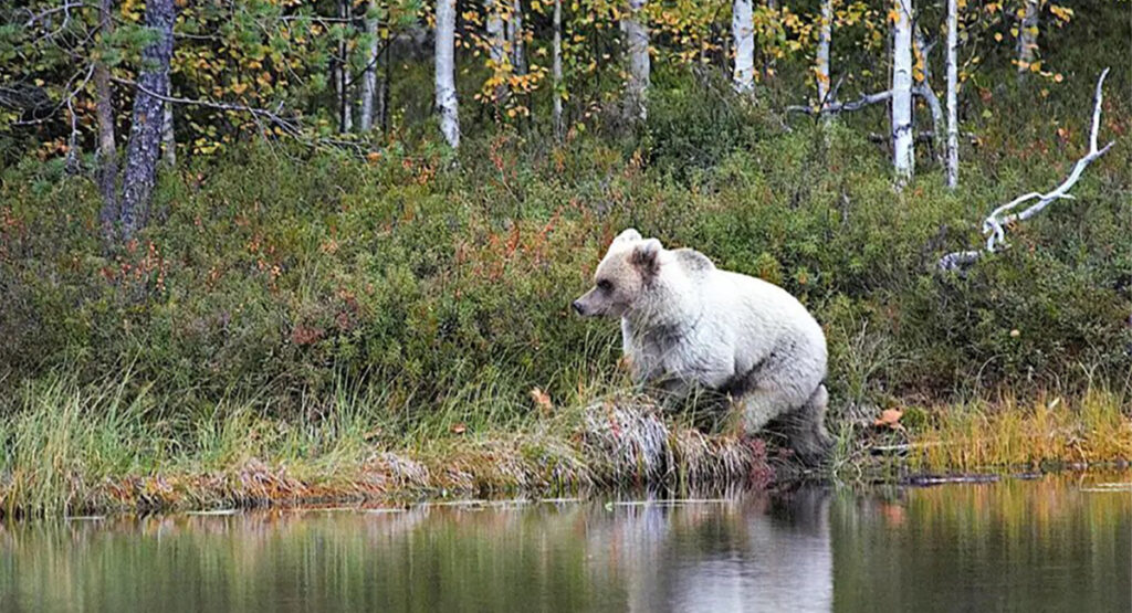 Soomes nähti eriti haruldast valget värvi karu