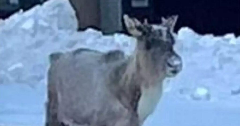 Ettevaatust: Helsingis liigub ringi põder