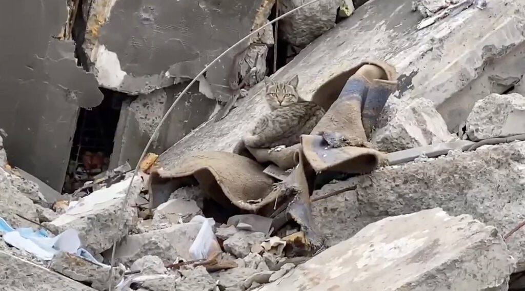 VIDEO: Kass pikutab Mariupoli varemete vahel