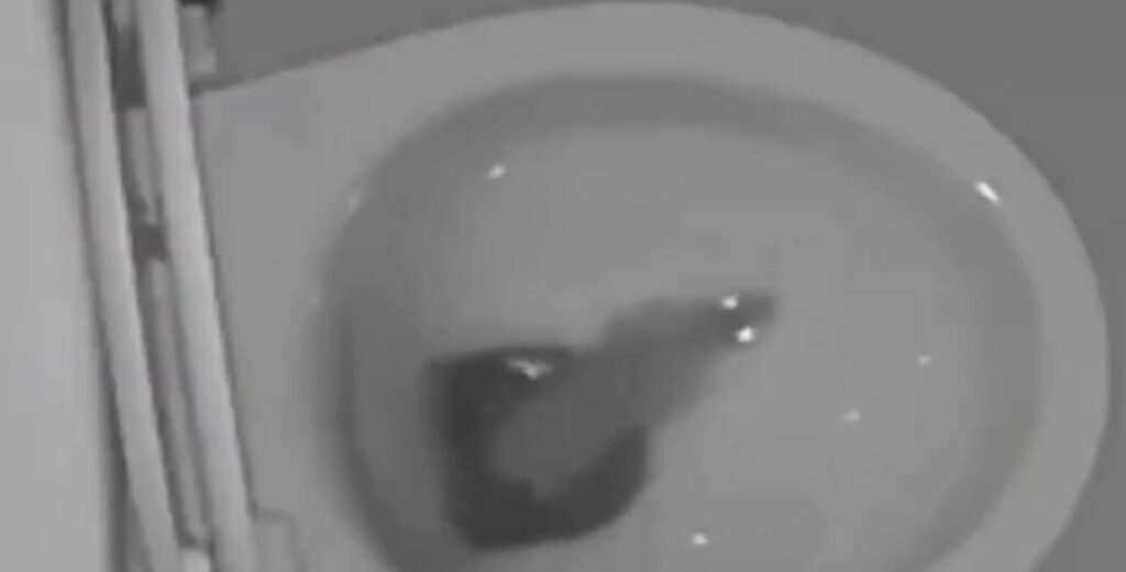 VIDEO: mis toimub sel ajal kodus, kui te magate