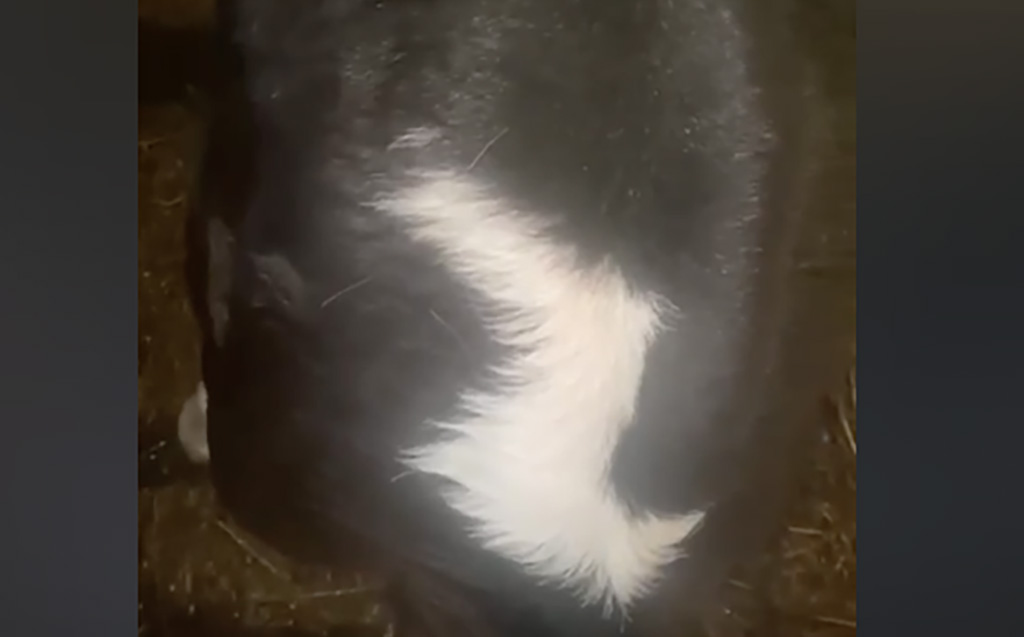 VIDEO: Venemaal sündis pärast rünnakut Ukrainale vasikas, kel kere peal Z- ja otsa ees V-märk (NB! Pole aprillinali)