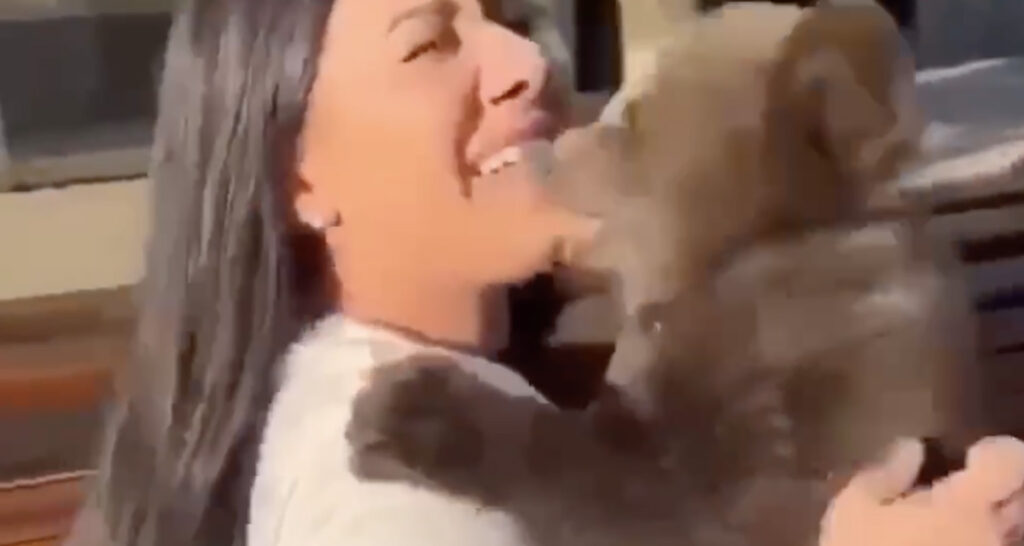 VIDEO: Karupoeg lööb teda silitanud naisele hambad sisse