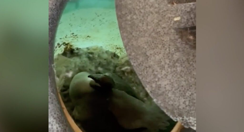 Soome naist ootas suvila välikäimlasse minnes üllatus – pärast seda ei saanud seda enam kasutada