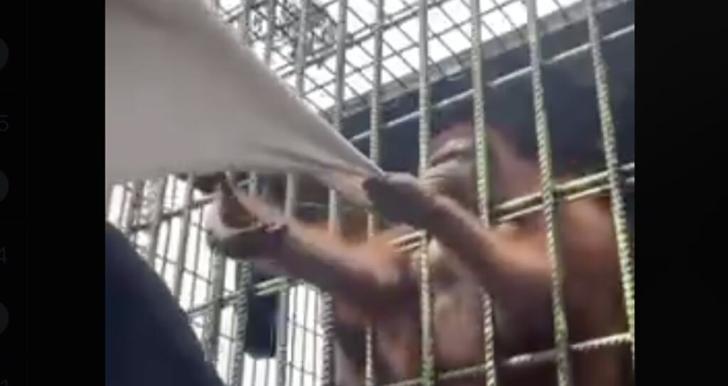 VIDEO: Hiinas haaras ahv loomaaias külastajast kinni – see polnud eriti meeldiv