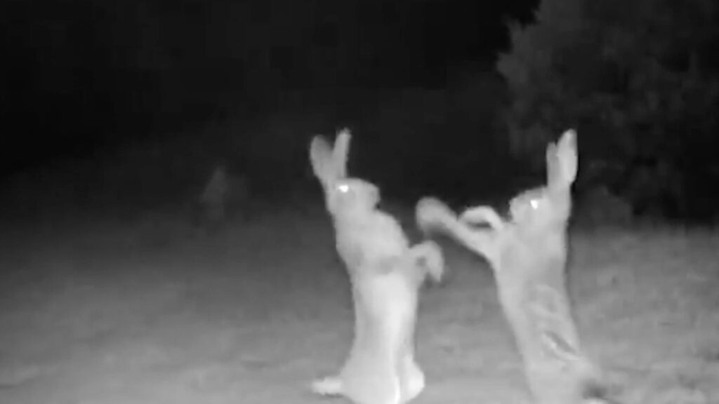 VIDEO: jäneste võitlus