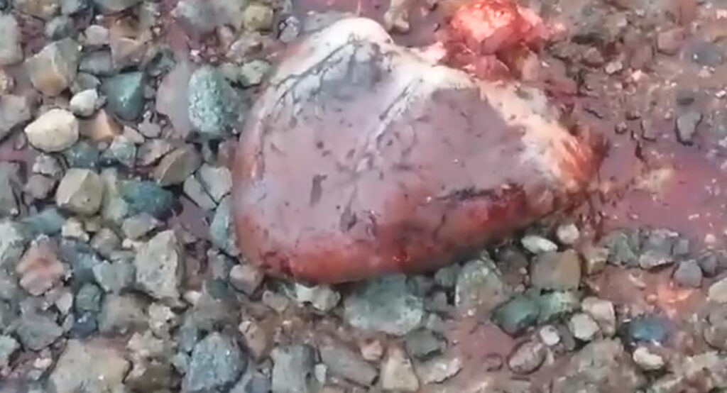 VIDEO: Venemaal lasti õhku karu – mis loomast järgi jäi (NB! Nõrganärvilistele mittesoovitav)