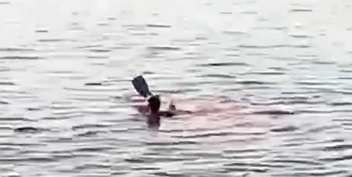 Нападения на туристов. Нападение акулы в Хургаде 2022. Человеческие жертвы акул.