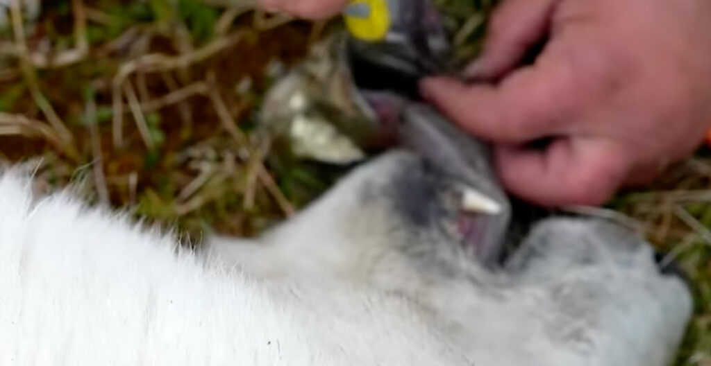 VIDEO: Venemaa põhjaosas päästeti noor jääkaru, kellel oli keel jäänud konservipurki kinni (NB! Nõrganärvilistele mittesoovitav)