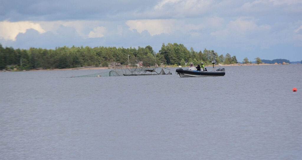 Soomes Haminas olnud morsk jõudis otsaga Kotkasse, kus jäi kalavõrku kinni ja ajas ümber paadi