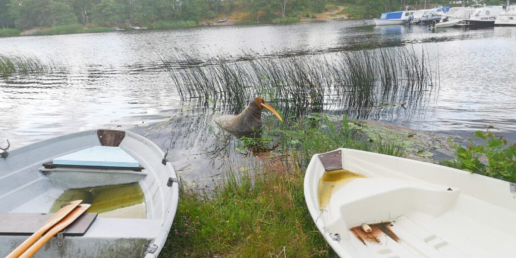 Politsei: morsk on Soome rannikult lahkunud