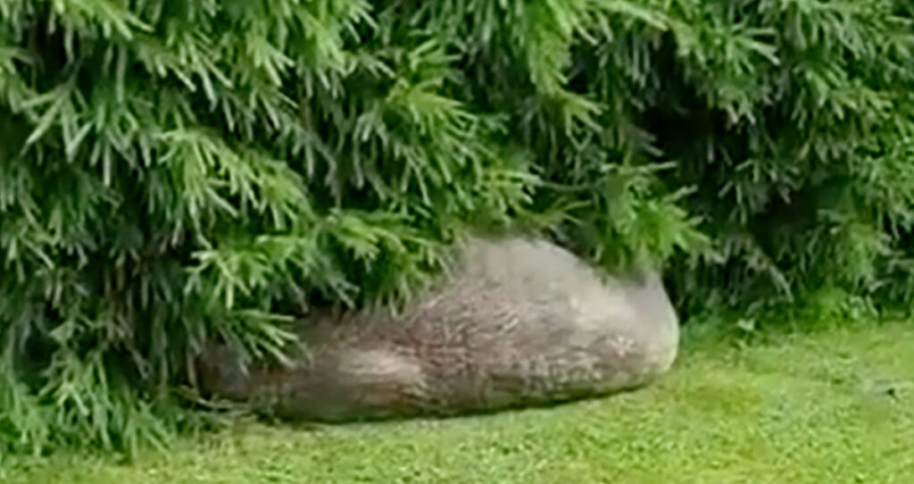 Üllatus: morsk oli tulnud Soomes koduhoovi