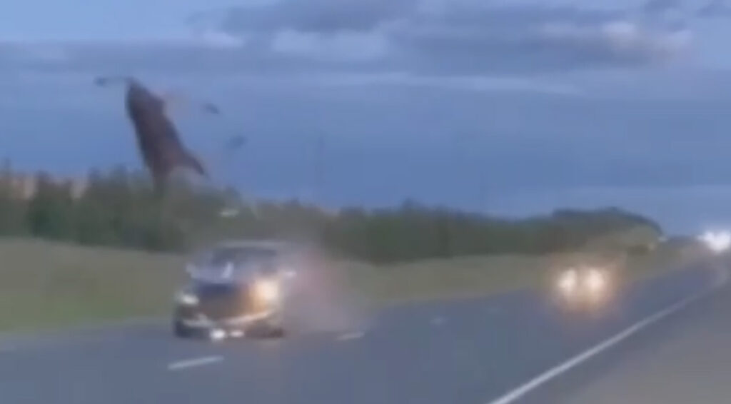 VIDEO: põder jookseb auto ette (NB! Nõrganärvilistele mittesoovitav)