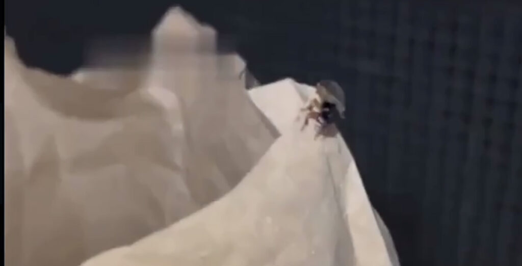 VIDEO: Venemaal McDonaldsi üle võtnud toiduketi pakendist ronis välja prussakas