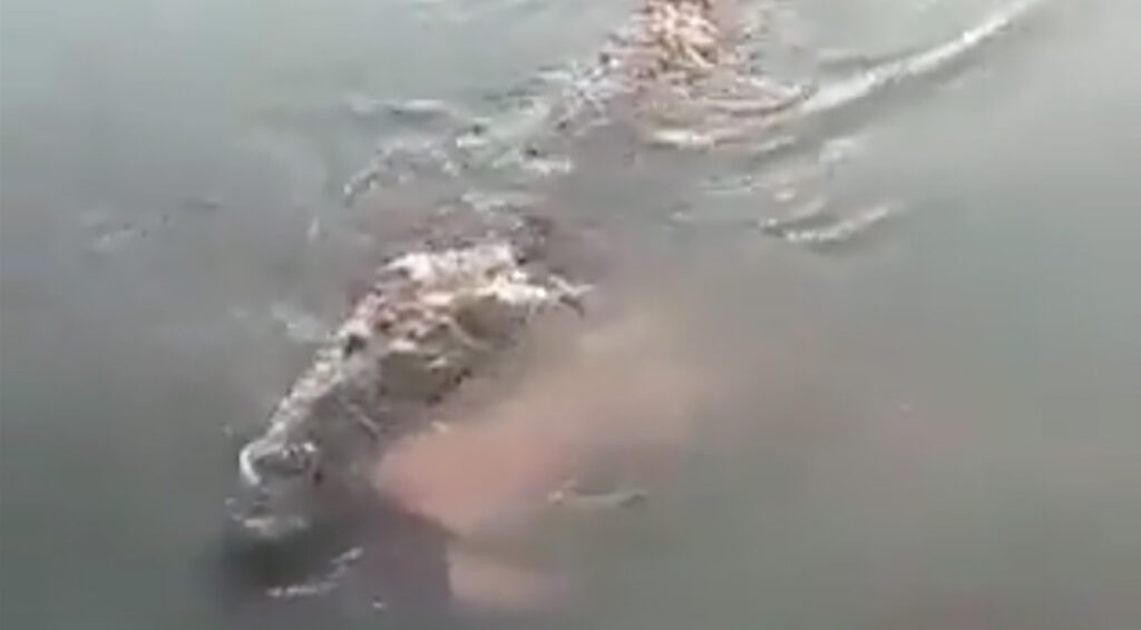 VIDEO: krokodill ujub, supleja lõugade vahel (NB! Nõrganärvilistele mittesoovitav)