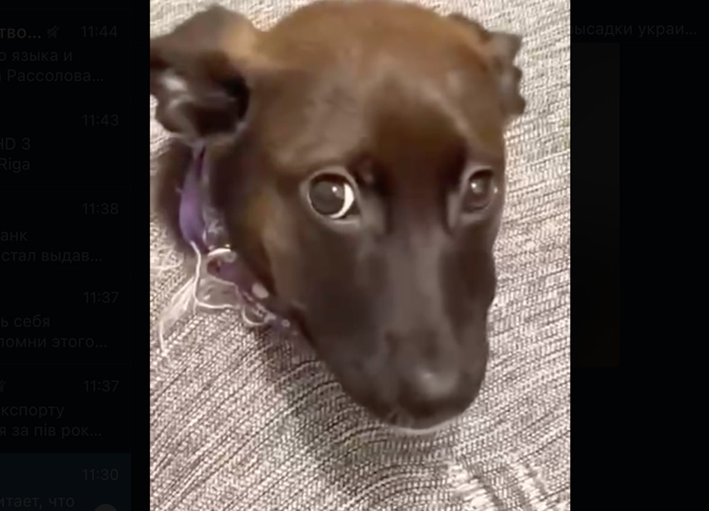 Üks nunnu loomavideo