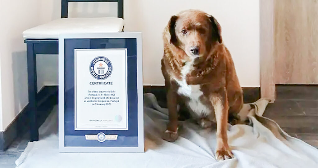 Maailma vanim koer elab Portugalis