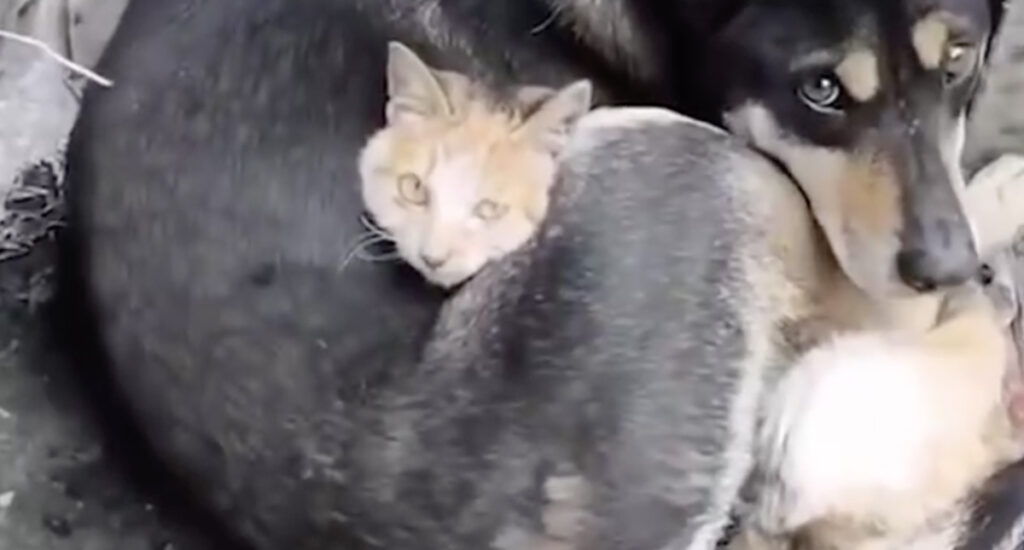 VIDEO: Türgis leidsid teineteist kass ja koer, kes jäid maavärina tagajärjel orvuks